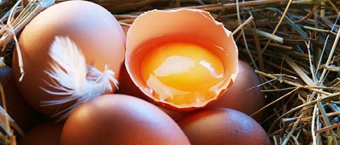 Graf & Pitkowitz Advises on Toni's Free-Range Eggs Insolvency