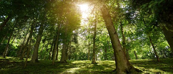 Cobalt Advises INVL Baltic Forests Fund I on Sale of Lithuanian Forests
