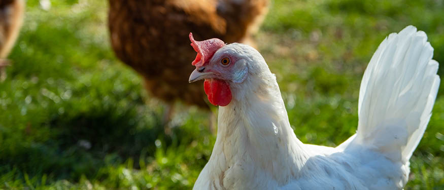 Walless Advises Scandi Standard on Acquisition of Six Chicken Farms in Lithuania