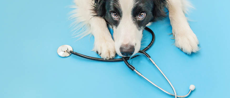 A&O Shearman and Rymarz Zdort Maruta Advise on IAM Petcare Growth Fund's Investment in LuxVet 24