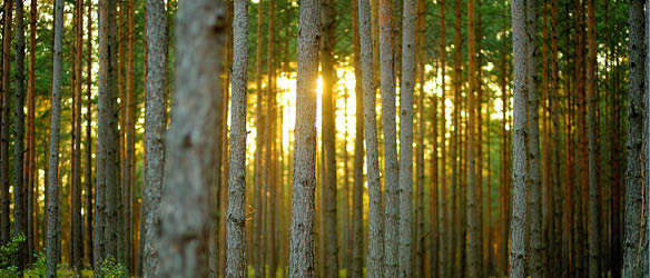 Sorainen Advises INVL on Sale of Forest Portfolio in Lithuania