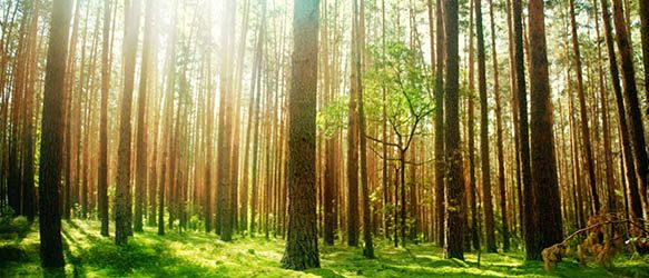 Cobalt Advises Dasos Capital on Acquisition of Euroforest’s Lithuanian Forest Assets