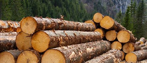 FWP Successful for Timber Industry Section of Upper Austrian Economic Chamber in Fight Over Membership Fee Regulations