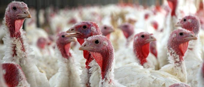 Dentons and EY Advise on Polish Poultry Transaction