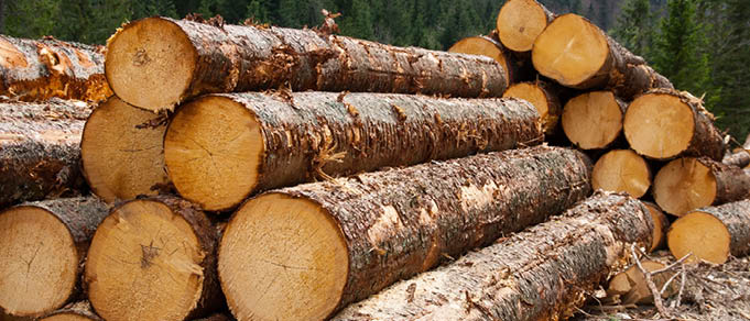 TGS Baltic Advises Bergs Timber on Acquisition of Norvik’s Operations in the Baltics and the United Kingdom