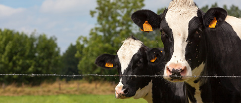 Cobalt and TGS Baltic Advised on Fonterra Investment in Lithuanian Dairy Company