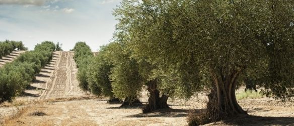 Bahas Gramatidis & Partners Provides Pro Bono Support on Restoring Ancient Olympia Olive Groves